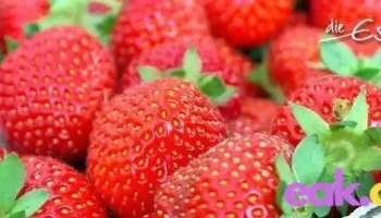 Die Essperten Ernährungsberatung Standort Enns - Enns