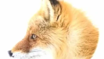 Ecofox - Austria