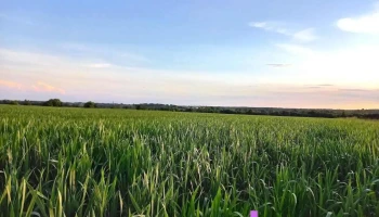 Landwirtschaftsbetrieb Gradwohl - Burgau