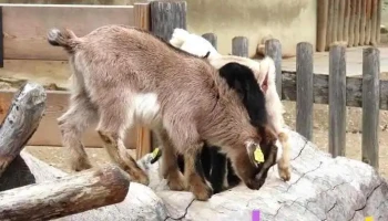 Tierwelt Herberstein - Buchberg Bei Herberstein