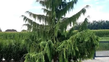 Vasoldsberg - Vasoldsberg