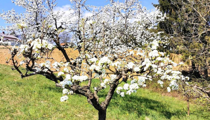 Bierbaum -  Alle - Bierbaum Am Auersbach