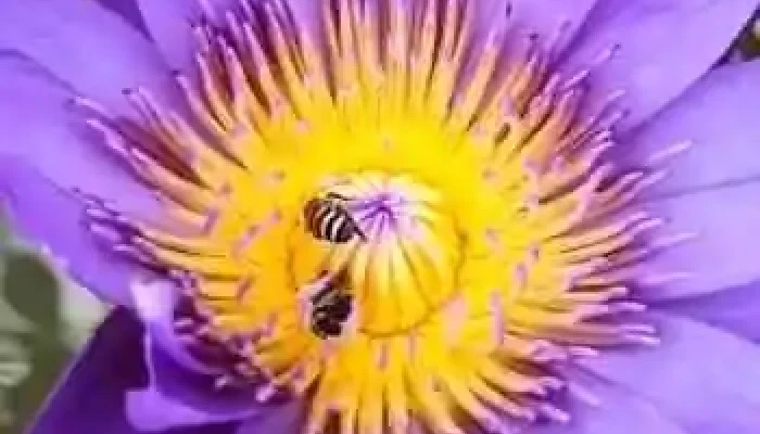 Gramastetten -  Videos - Gramastetten