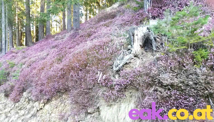 Kraubath An Der Mur -  Videos - Kraubath An Der Mur