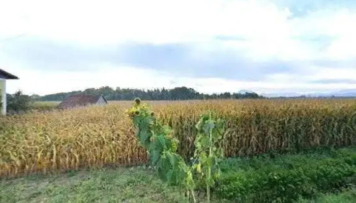 Wasserkraftwerk -  Alle - Desselbrunn