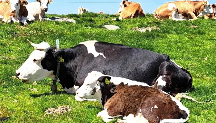 Wechsel -  In Meiner Nahe - Mönichwald